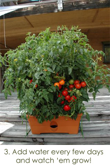 The GrowBox